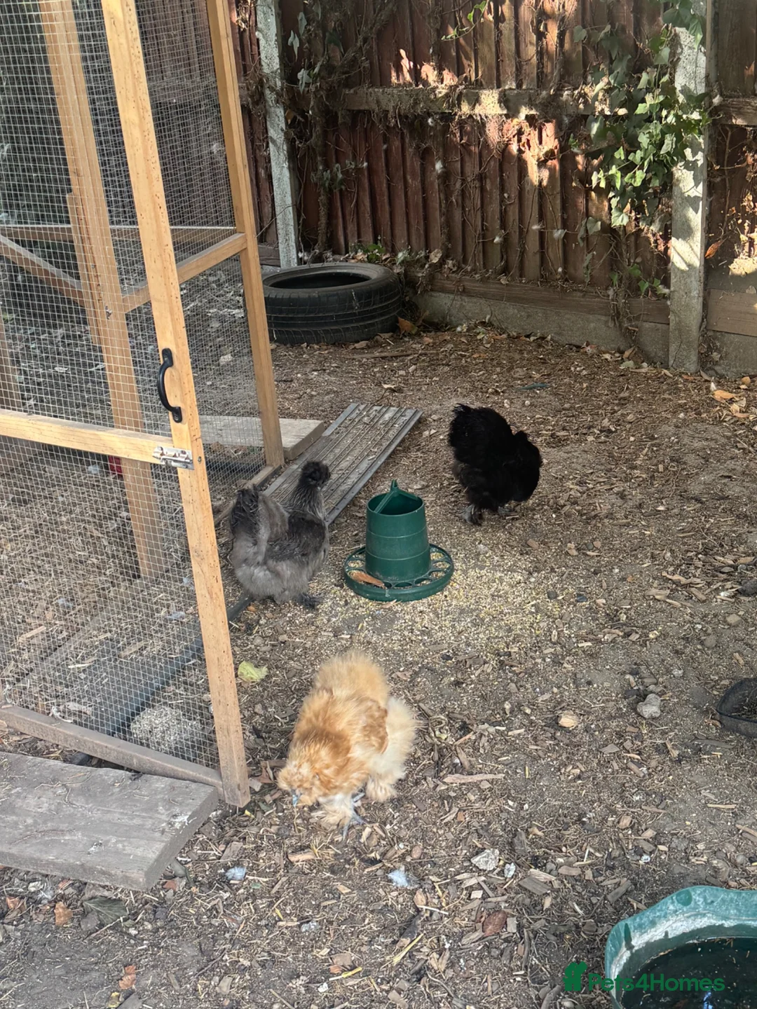 Chickens poultry for sale: 5 silkie chickens free to loving home  in Colchester - Advert 2