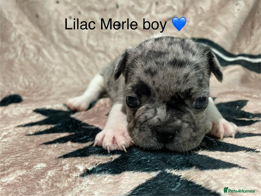 French Bulldog dogs for sale: French bulldog puppies - Image 11