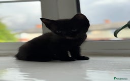 Mixed Breed cats for sale: Little kittens  - Image 2