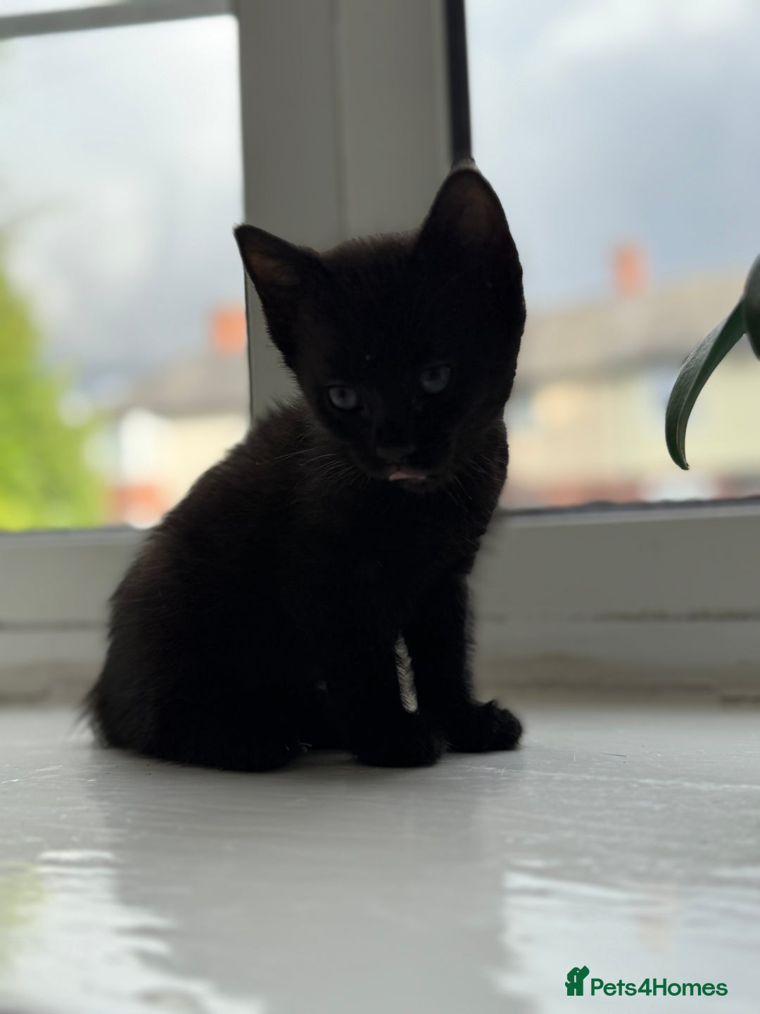 Mixed Breed cats for sale: Little kittens  - Image 2