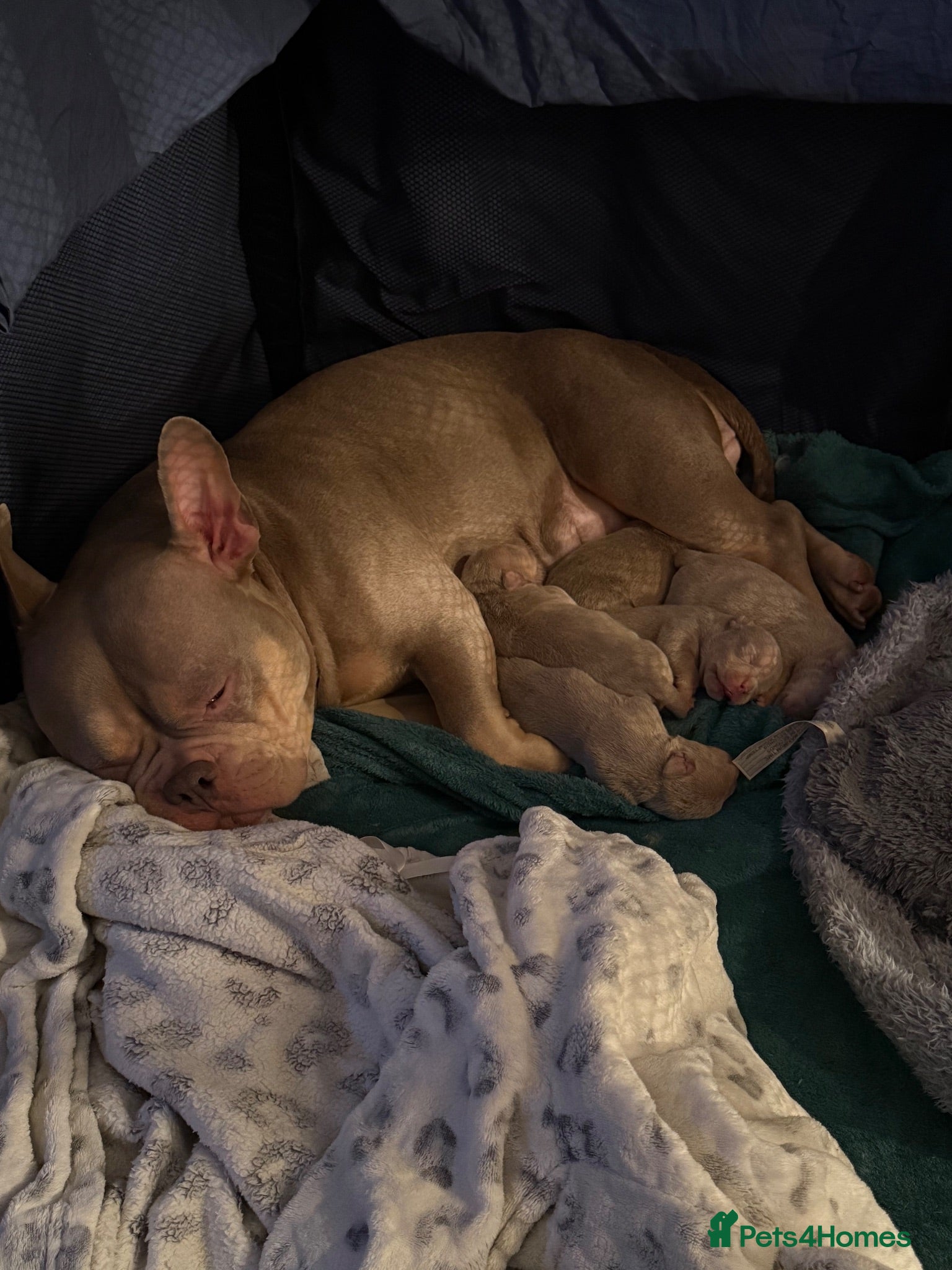 American Bully dogs Micro American bully  - Advert 1