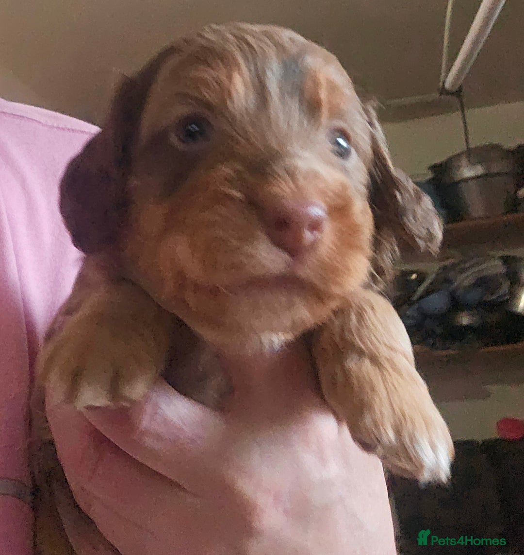 Cockapoo dogs for sale: The best cockapoos  - Image 20
