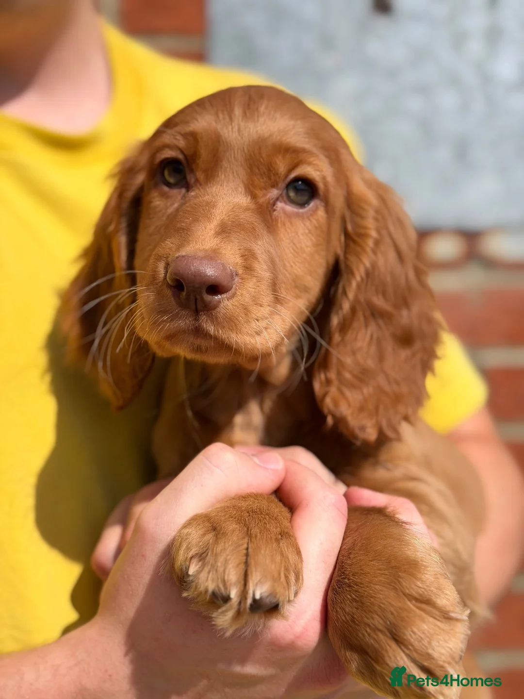 Cocker Spaniel dogs for sale: 🐾2 Beautiful Working Cocker Spaniel Available 🐾 - Advert 11