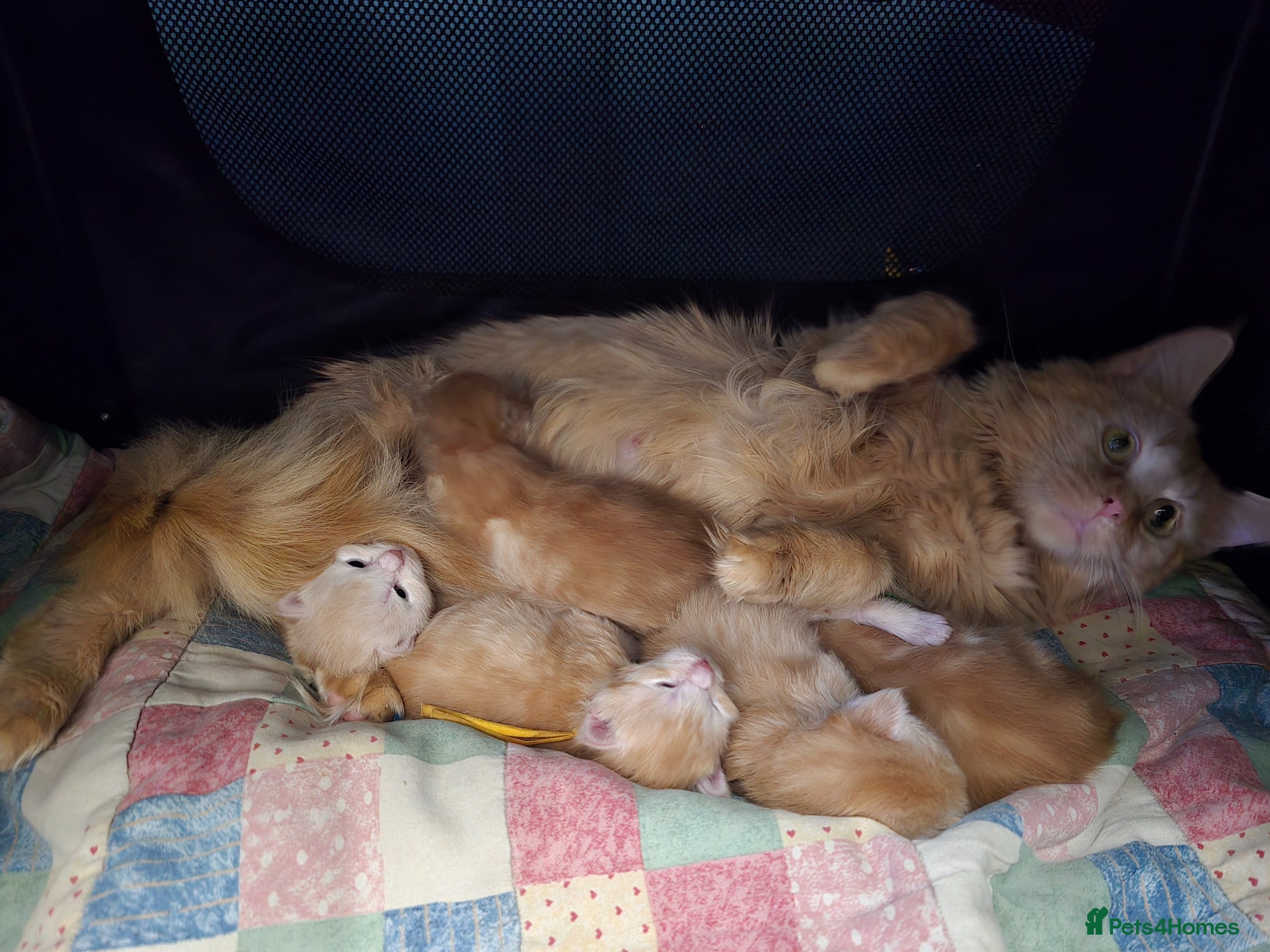 Maine Coon cats Amazing Red Silver & Cream Silver Boys Maine Coons - Advert 2