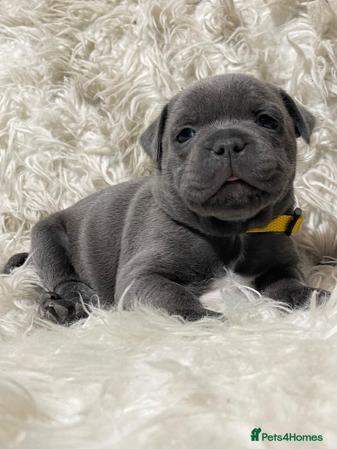 Staffordshire Bull Terrier dogs for stud: PRINCE- SOLID BLUE CHAMPION BRED in Smethwick - Advert 14