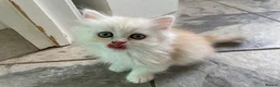 Persian cats for sale: Persian kittens in Rugby - Advert 8
