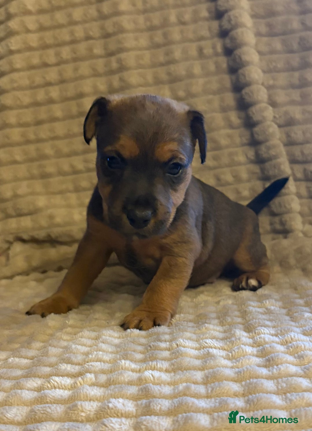 Mixed Breed dogs for sale: 6 Lakeland x Russell puppies  - Advert 16