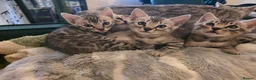 Bengal cats for sale: Beautiful Silver Bengal Kittens Ready soon in Southampton - Advert 8