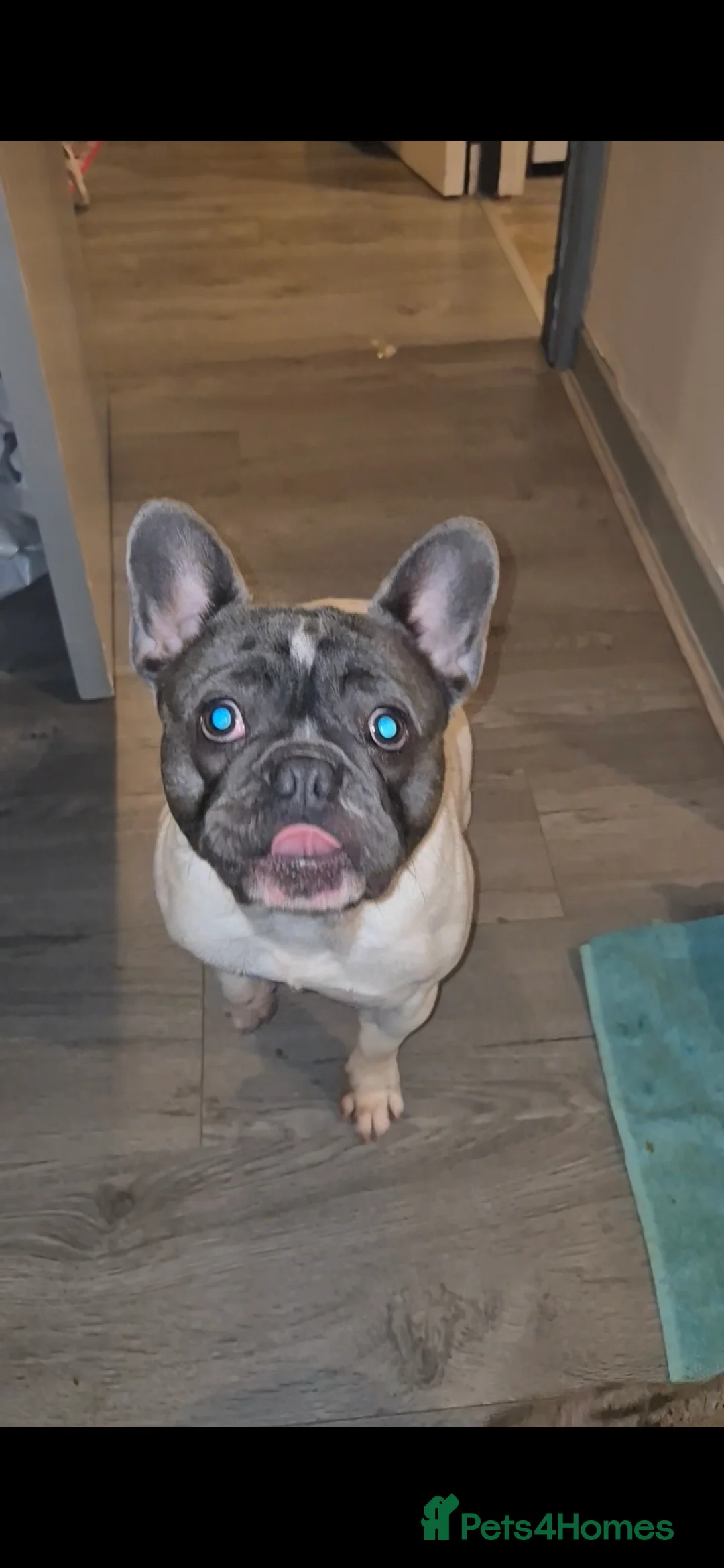 French Bulldog dogs for stud: Platinum pied French bulldog for stud - Advert 2