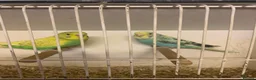 Budgerigars birds for sale: Young proven breeding pair  - Advert 5
