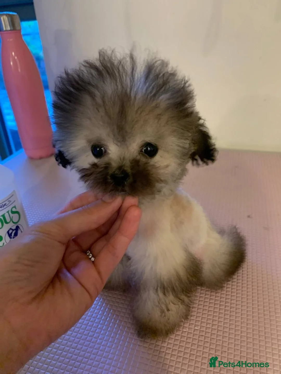 Toy Poodle dogs for stud: 7.5inch Toy HEALTH TESTED ASIAN IMPORT in Guildford - Advert 31