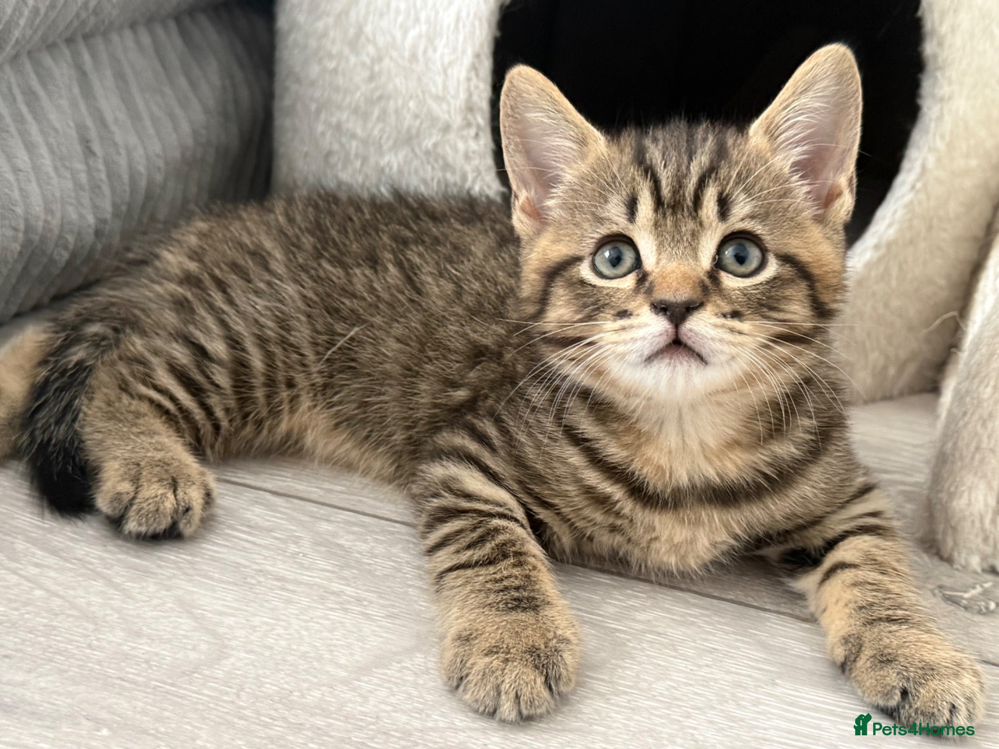 British Shorthair cats British shorthair Kittens - Advert 1