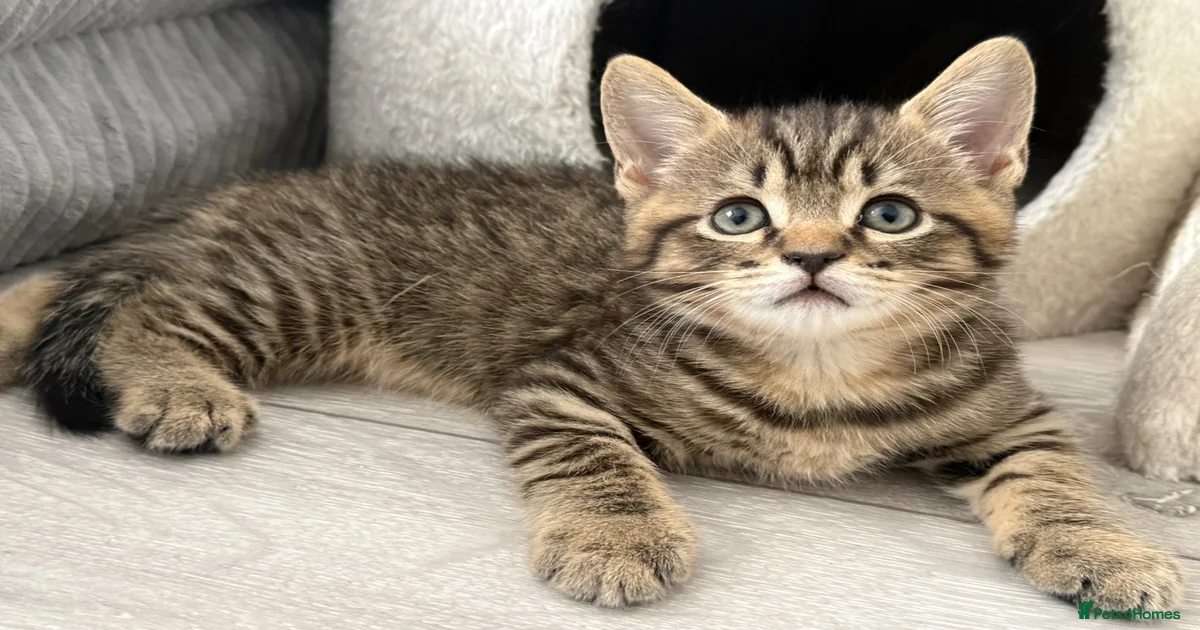 kittens-for-sale-pets4homes