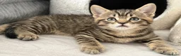 British Shorthair cats for sale: British shorthair Kittens - Advert 1