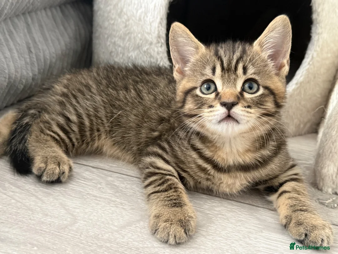 British Shorthair cats for sale: British shorthair Kittens - Advert 1