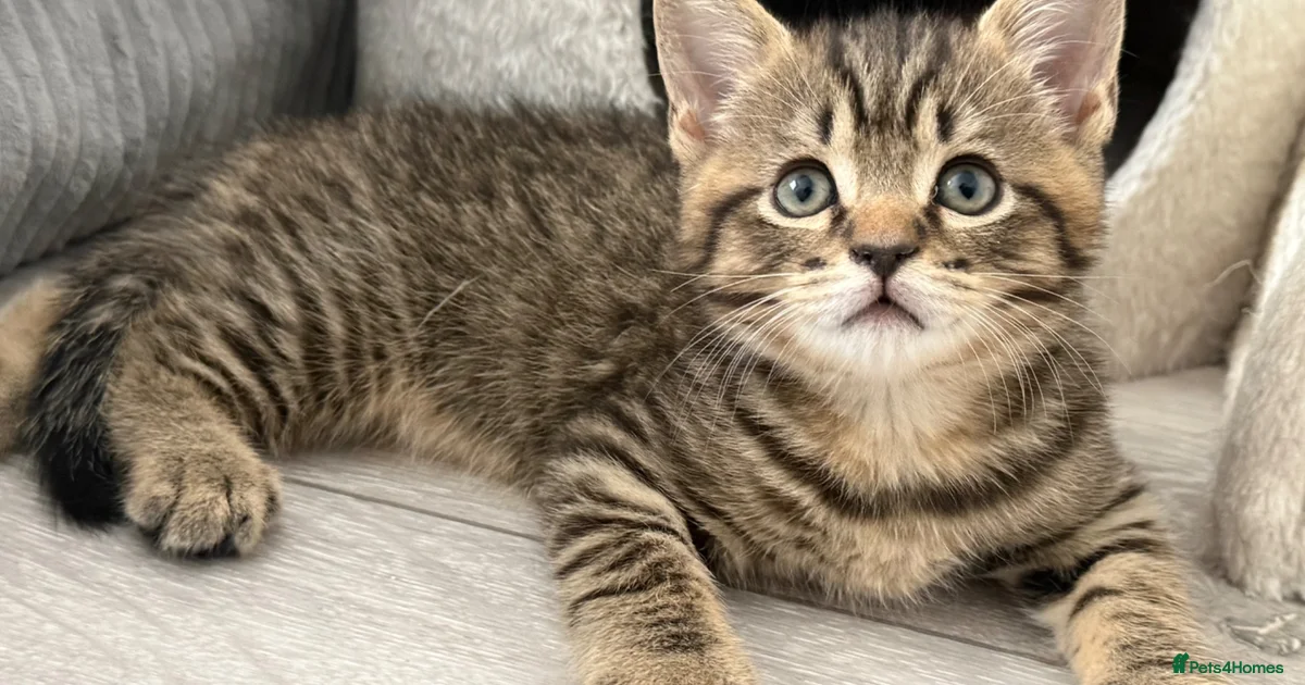 Kittens For Sale Pets4Homes kittens-for-sale-pets4homes