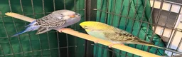 Budgerigars birds for sale: 8 week old baby budgies available in Runcorn - Advert 9