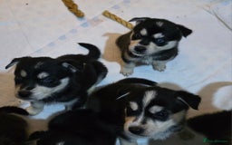 Mixed Breed dogs for sale: Beautiful goberians - Image 4