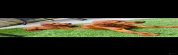 Irish Setter dogs for sale: Red Setter Puppies - Advert 2