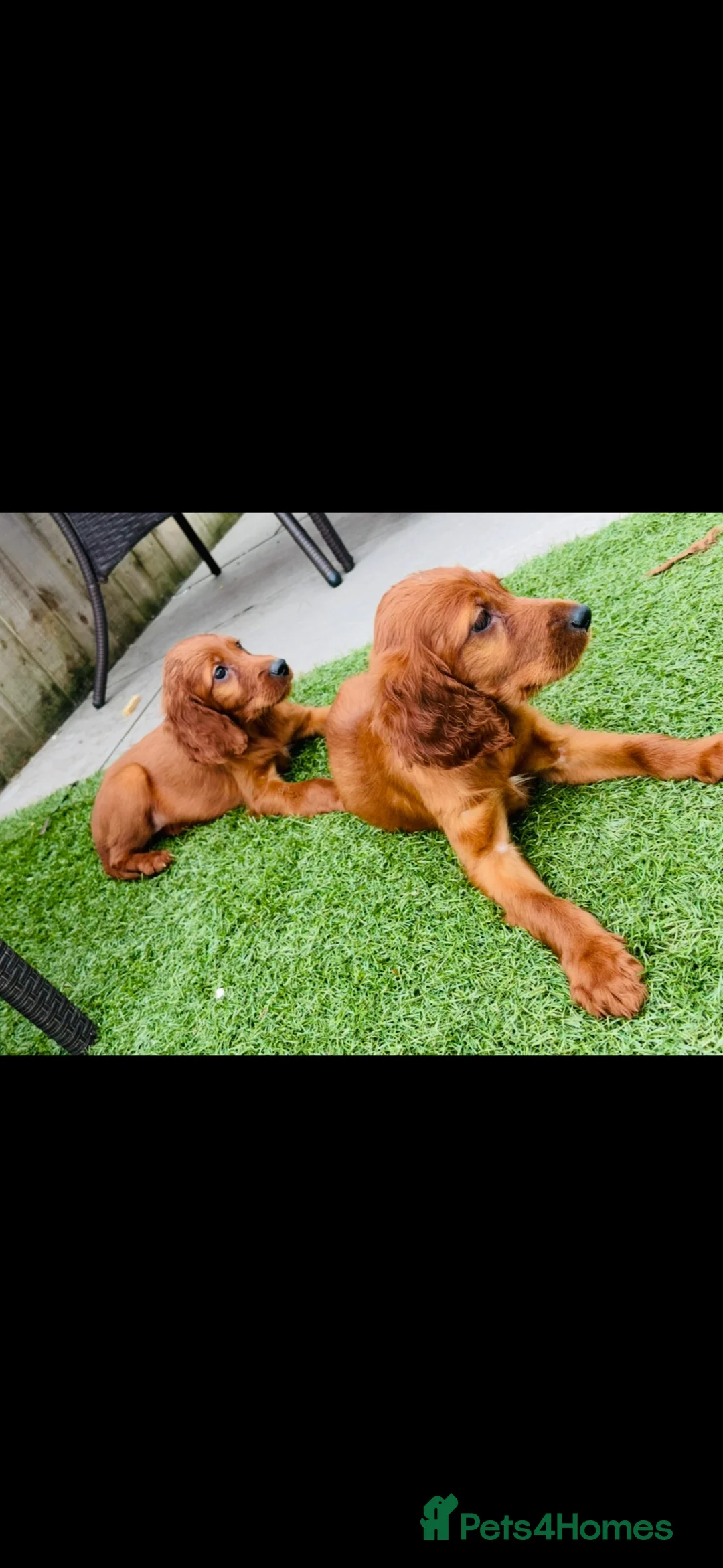 Irish Setter dogs for sale: Red Setter Puppies - Advert 2