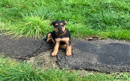 Lakeland Terrier dogs for sale: Lakeland Terrier pups for sale - Image 7