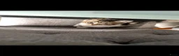 British Shorthair cats for sale: Kittens looking there forever homes - Advert 3