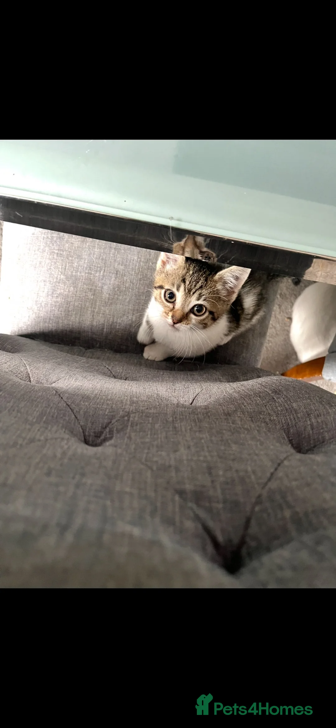 British Shorthair cats for sale: Kittens looking there forever homes - Advert 3