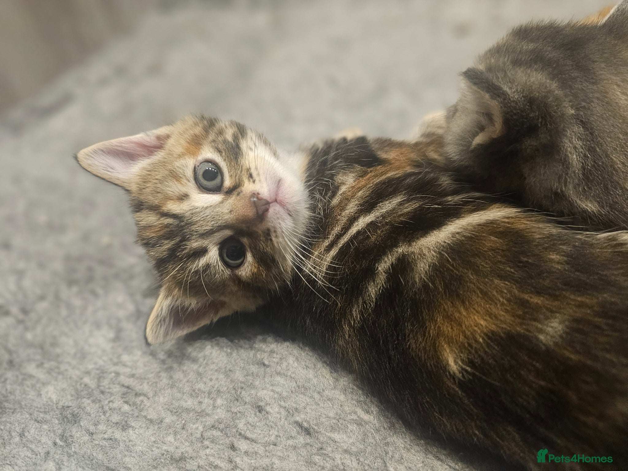 Mixed Breed cats for sale: Stunning Long Haired Kittens, rare colours🐾 💗 - Advert 14