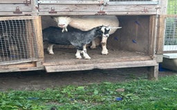 Goats livestock for sale: Pygmy X - Image 7