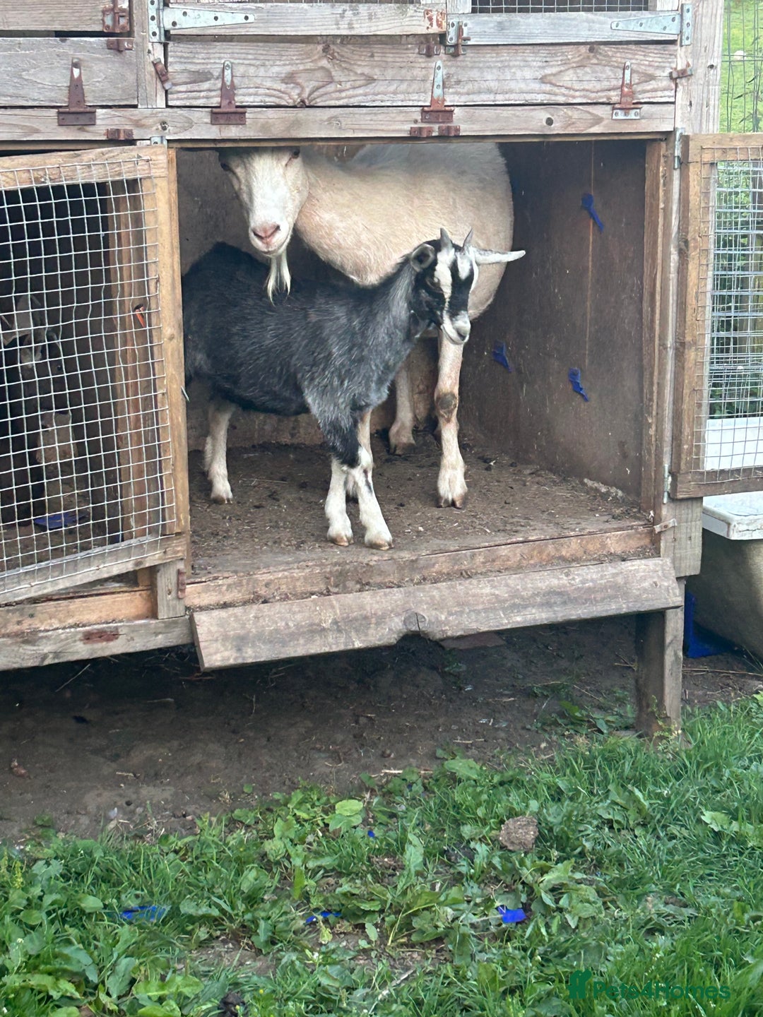 Goats livestock for sale: Pygmy X - Image 7