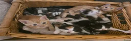 Mixed Breed cats for sale: Gorgeous kittens, 1 female ginger kitten - Advert 10