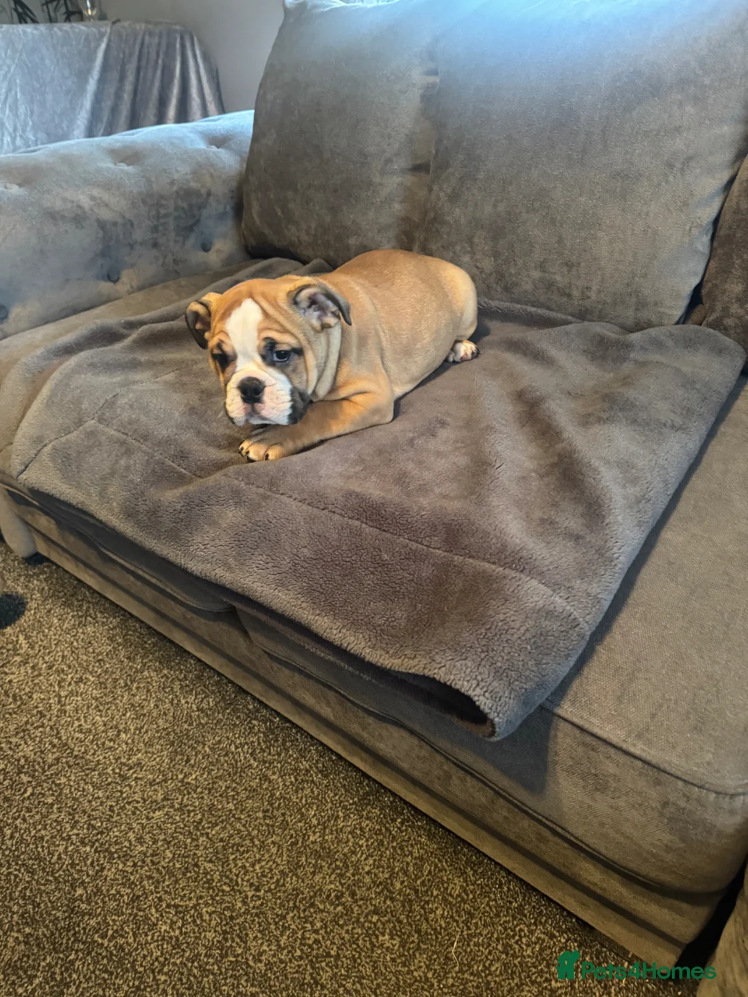 English Bulldog dogs for sale: New England Bulldogs  - Advert 5