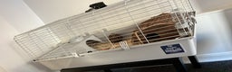 Guinea Pig rodents for sale: 2 guinea pigs  - Advert 2