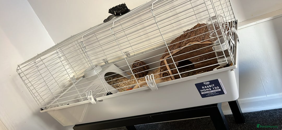 Guinea Pig rodents for sale: 2 guinea pigs  - Image 2