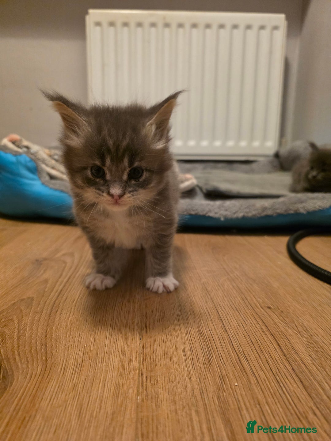 Maine Coon cats for sale: Beautiful Maine Coon Kittens 4 boys/2girl  - Advert 35
