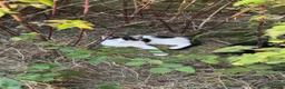 Tiffanie cats for sale: Domestic kittens - Advert 9