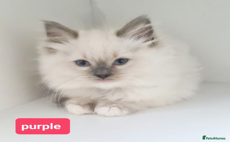 Ragdoll cats - Advert 3