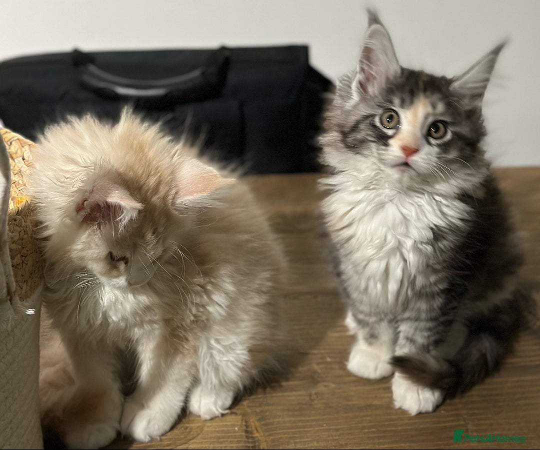 Maine Coon cats for sale: Stunning XL Pure bred Main Coon kittens for sale  - Image 10