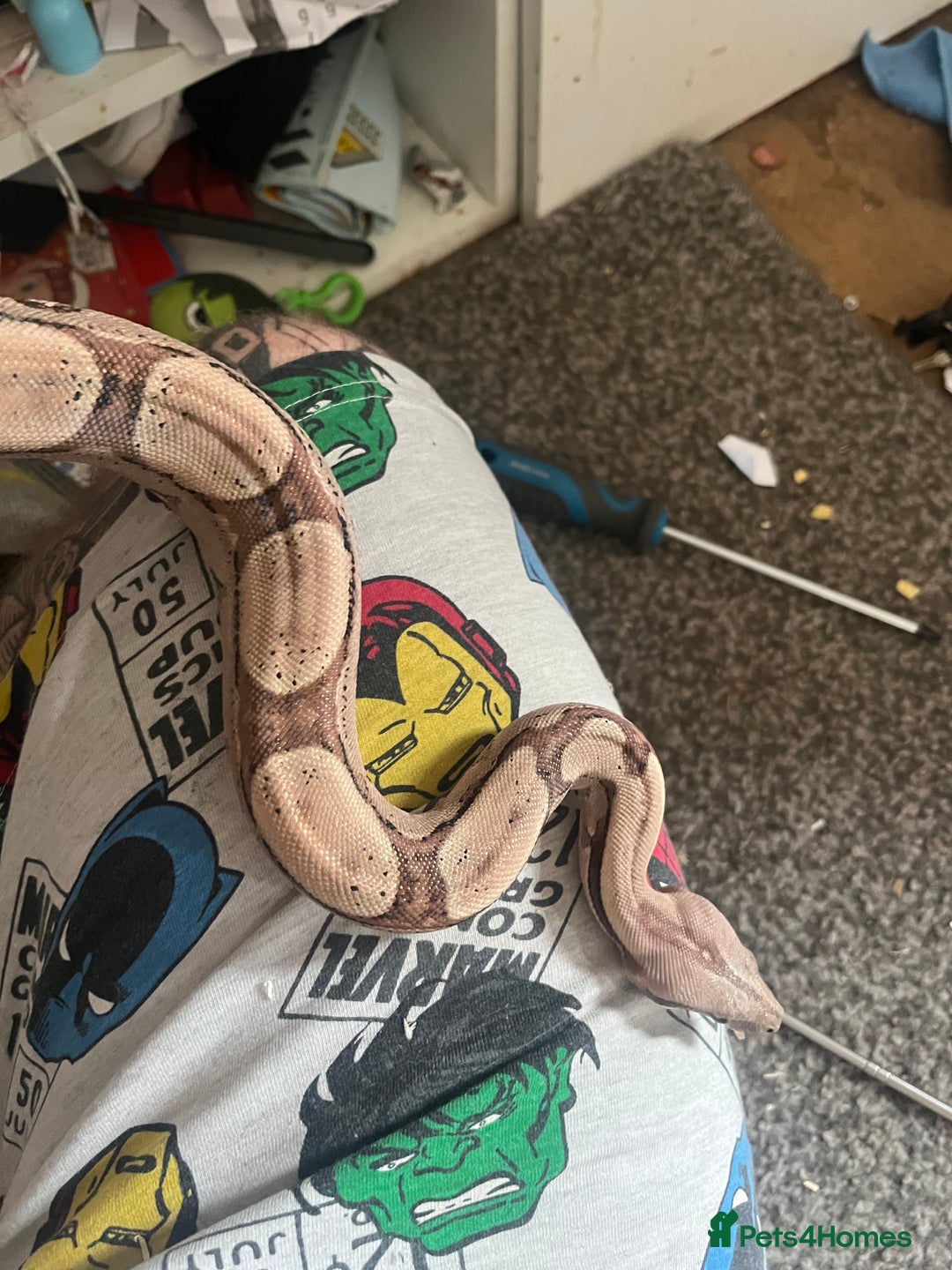 Boa Snake reptiles for sale: Boa for sale no time waster’s please  in Barnsley - Image 7