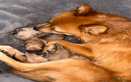 Mixed Breed dogs for sale: a Paperanian cross Pug  - Image 4
