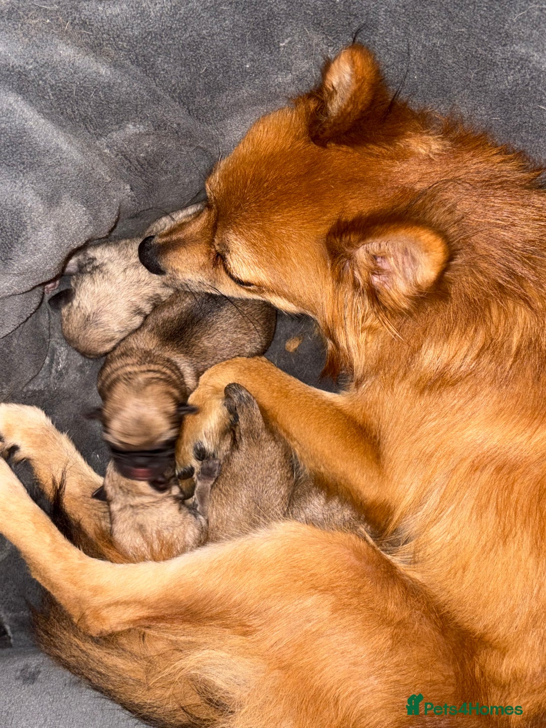 Mixed Breed dogs for sale: a Paperanian cross Pug  - Image 4