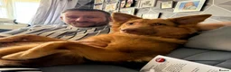 German Shepherd dogs for sale: Liver and tan German shepherd  - Advert 4