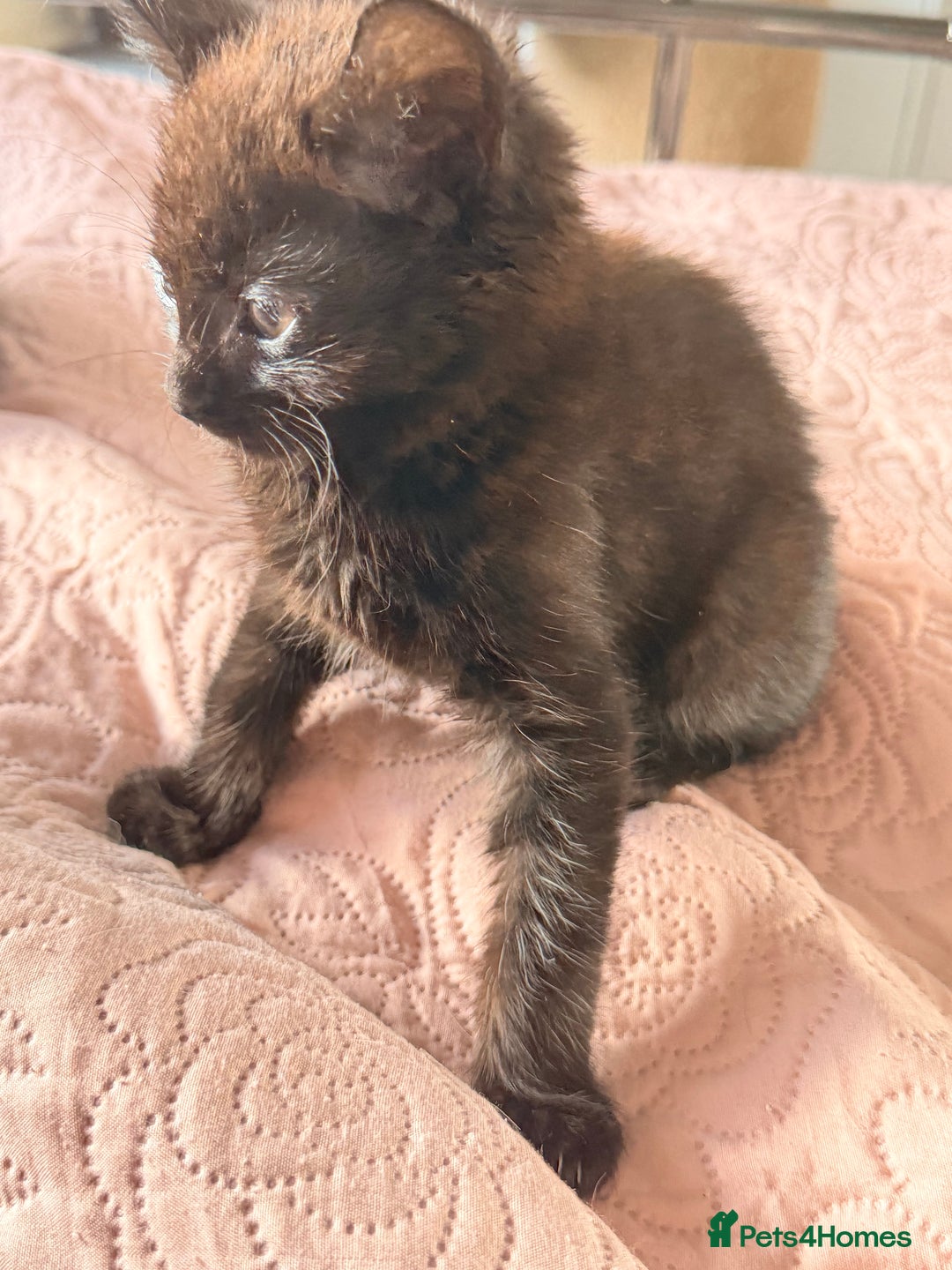 British Shorthair cats for sale: Purr-fect  **  Kittens Ready for new home - Advert 26