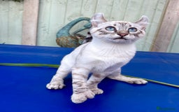 Keetso cats for sale: Wild looking polydactyl curled eared snow leopard  - Image 20