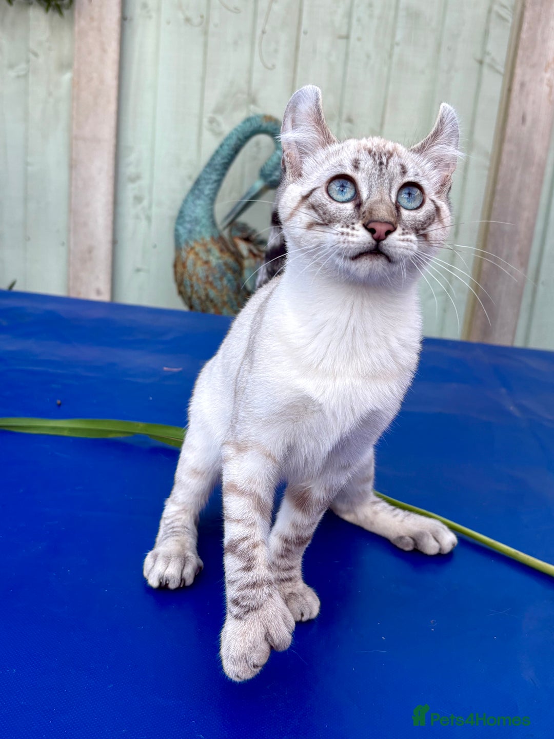 Keetso cats for sale: Wild looking polydactyl curled eared snow leopard  - Image 20