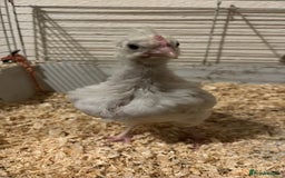 Chickens poultry for sale: Free chicken  - Image 1