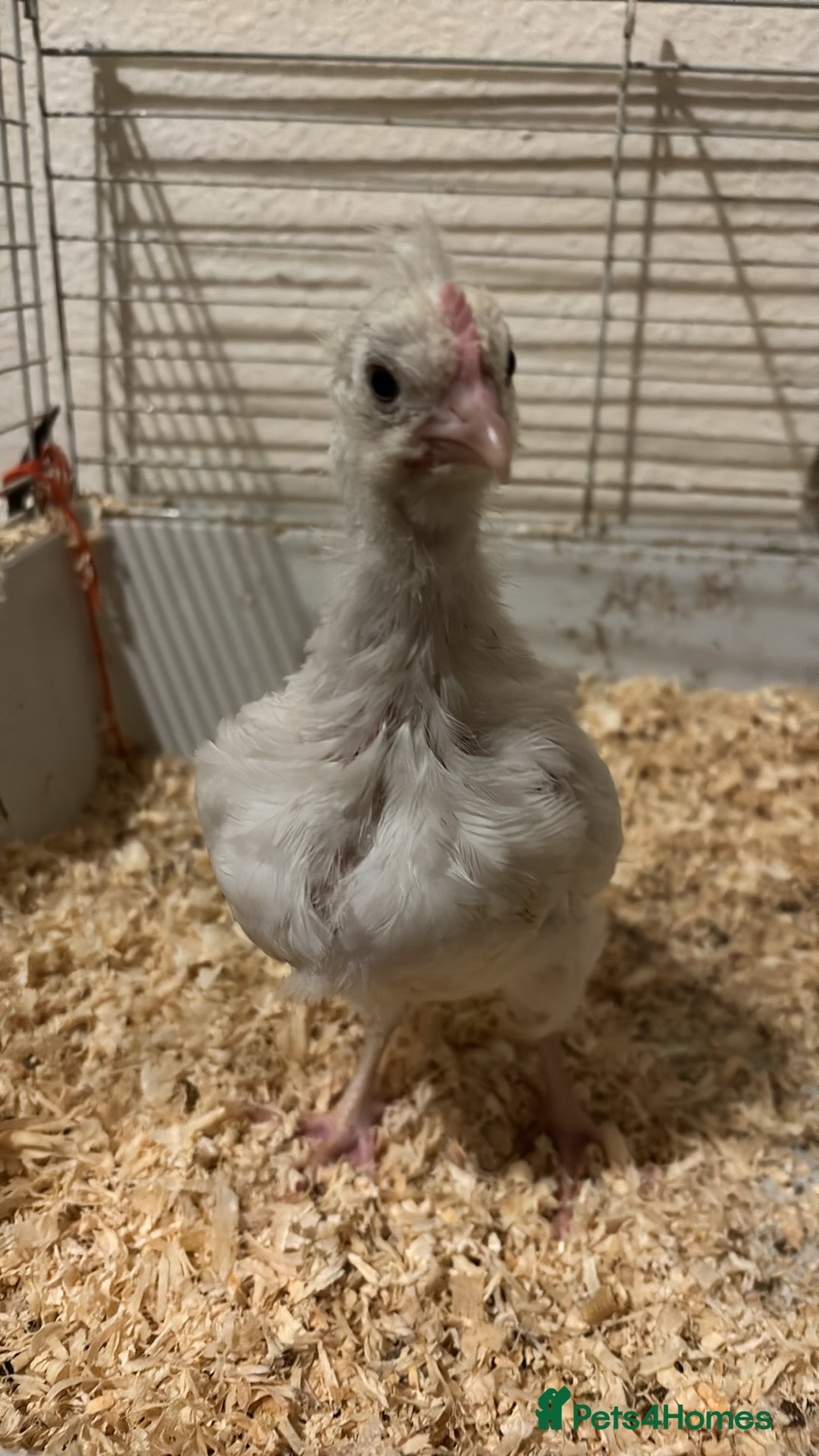 Chickens poultry for sale: Free chicken  - Image 1