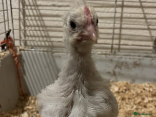 Chickens poultry - Advert 1