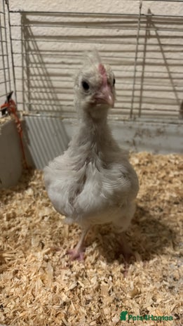 Chickens poultry - Advert 1