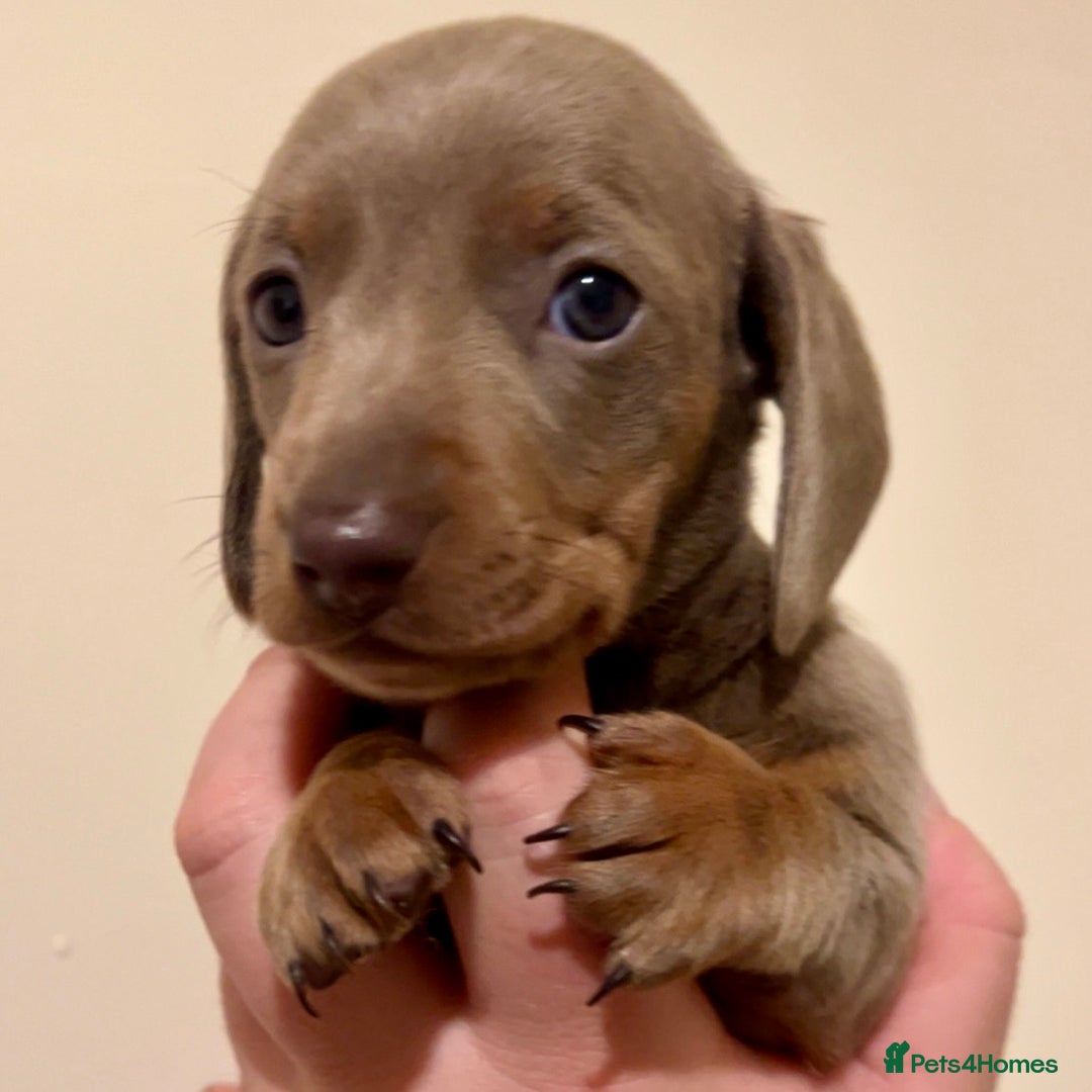 Miniature Dachshund dogs for sale: 🐾Beautiful kc mini dachshund pups ready 20 Dec🐾 - Advert 21